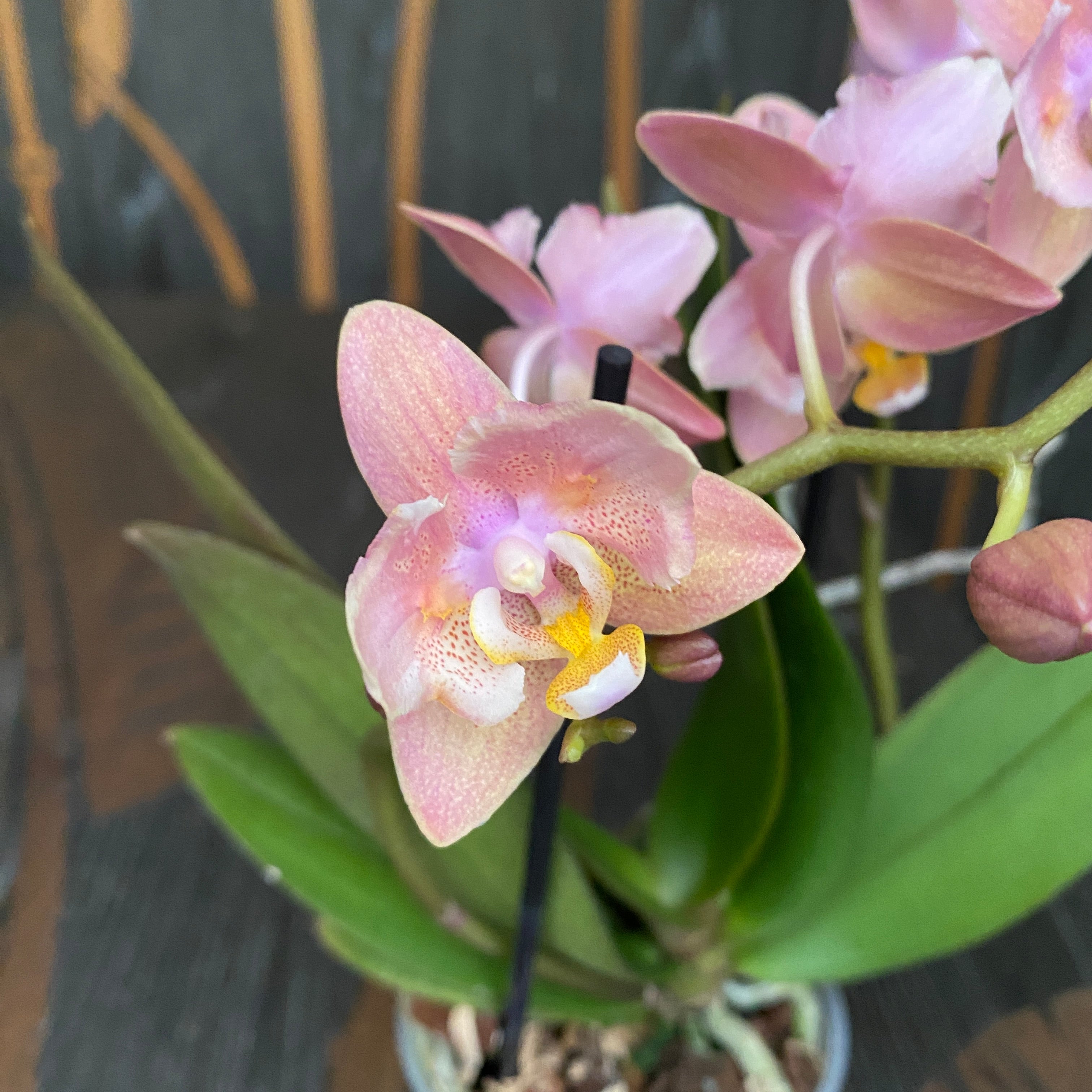 Phalaenopsis Summerion - flori pelorice si parfumate