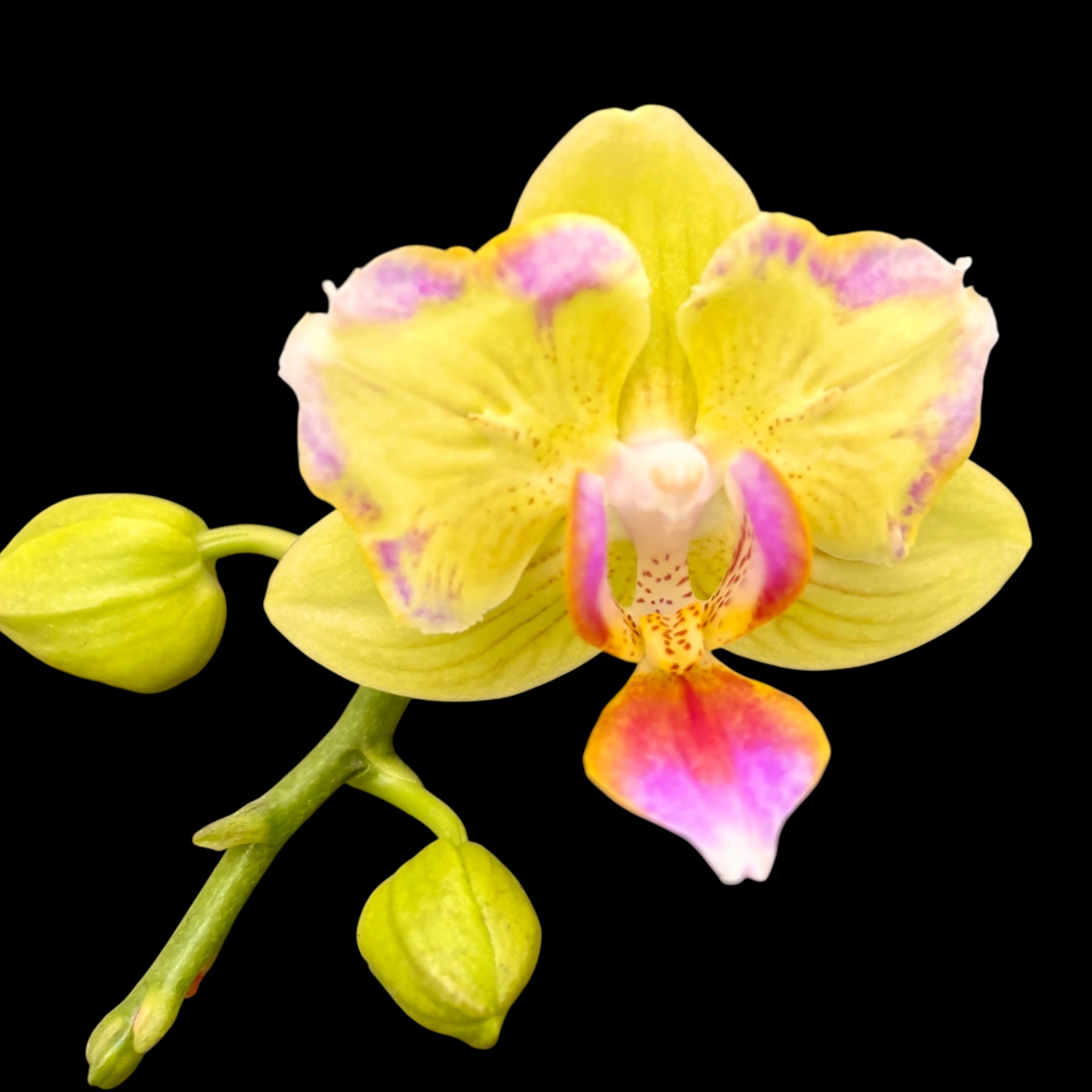 Phalaenopsis Golden Yuzu (pélorique)