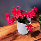 Rhipsalidopsis ‘Scorpius’ (fleur de pastèque) 3-4pp