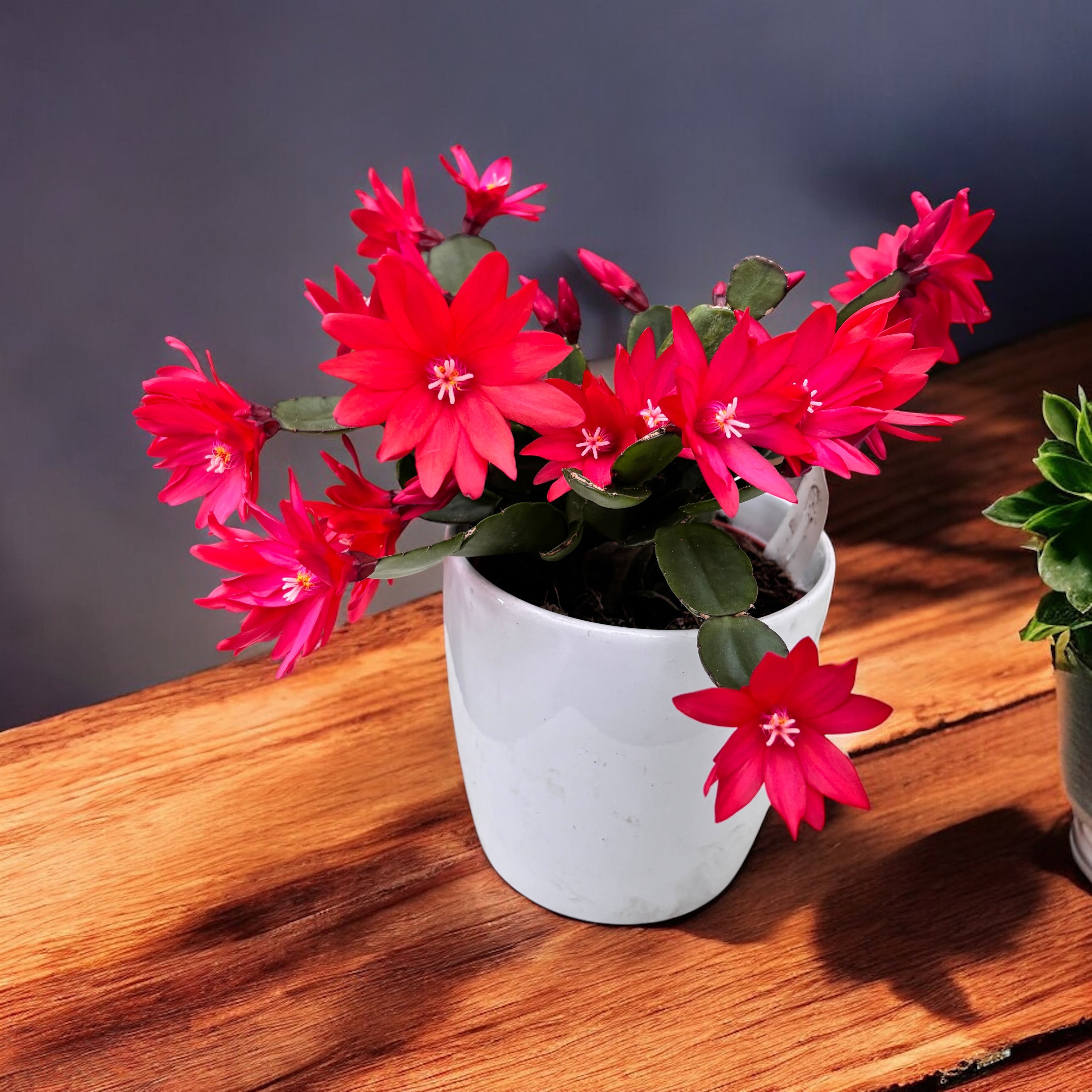 Rhipsalidopsis ‘Scorpius’ (floarea pastelui) 3-4pp