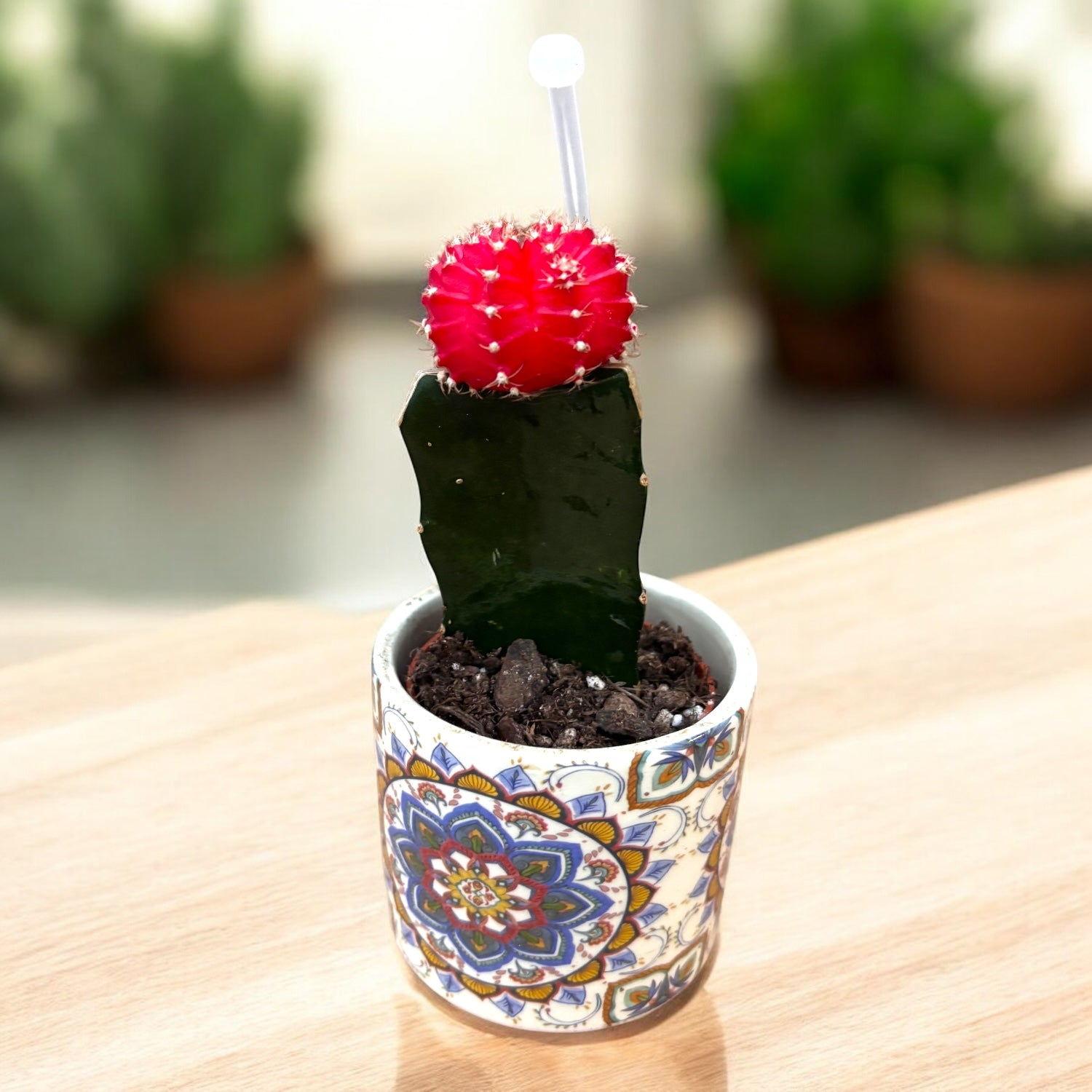 Gymnocalycium mini - Cactusi altoiti colorati