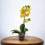 Phalaenopsis Younghome Golden Perfume (pelorik)