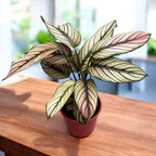 Calathea majestica Whitestar D14