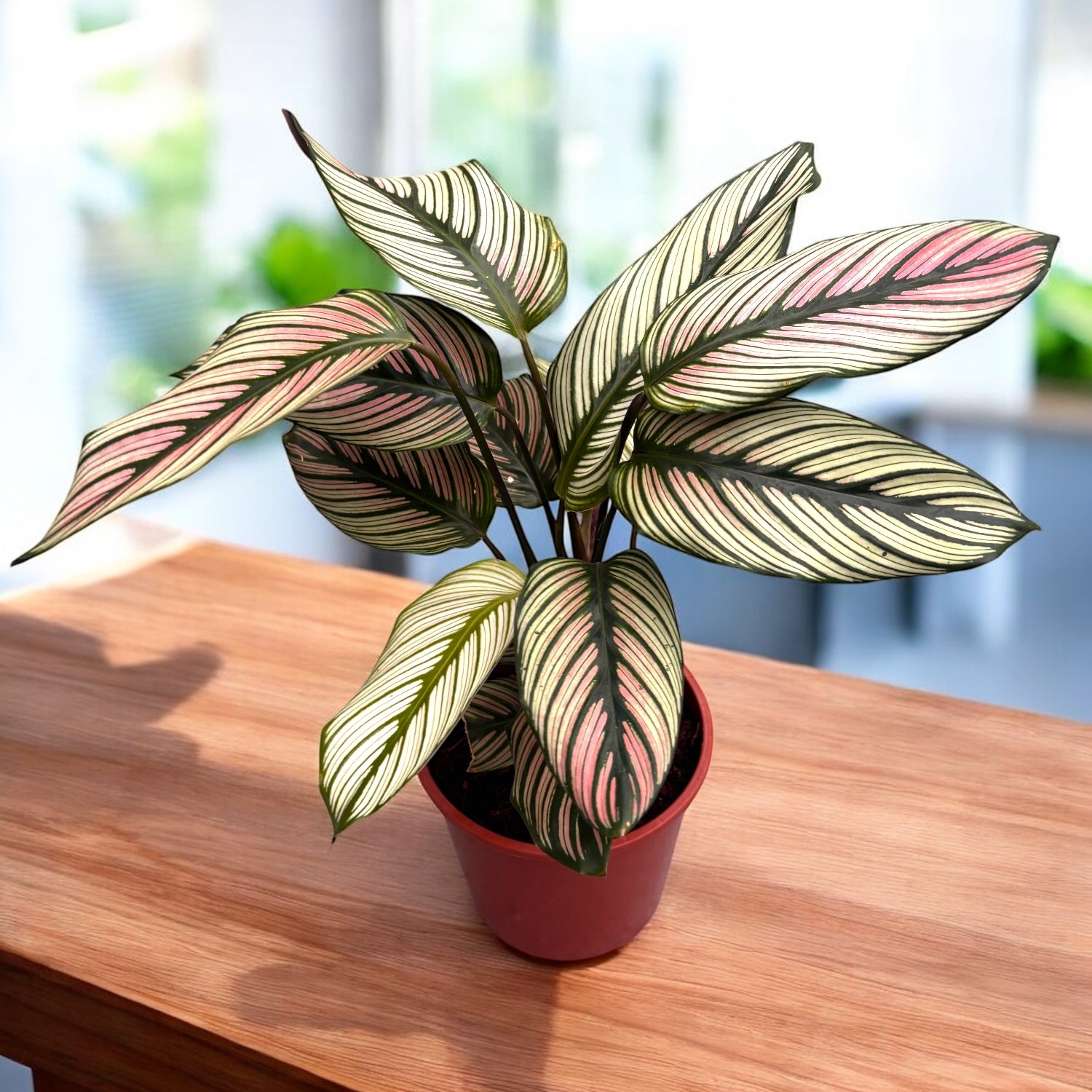 Calathea majestica Whitestar D14