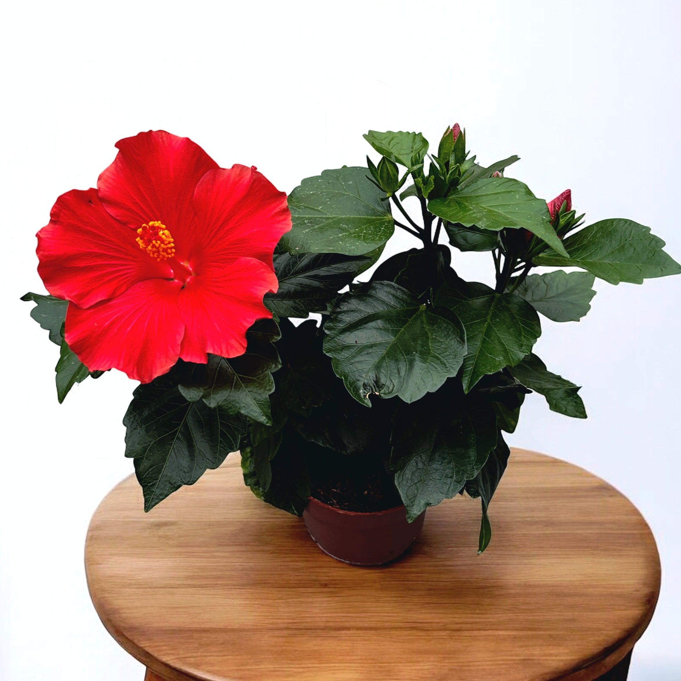 Hibiscus rosa-sinensis 'Eos’ (trandafiri japonezi)