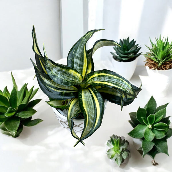 Sansevieria Hahnii 'Curly Spiral Star'