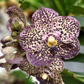 Vanda Sunanda Ocelot Mocha (ANSU)