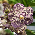 Vanda Sunanda Ocelot Mocha (ANSU)