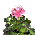 Csillagos rózsaszín muskátli - Pelargonium Fireworks 'Pink'