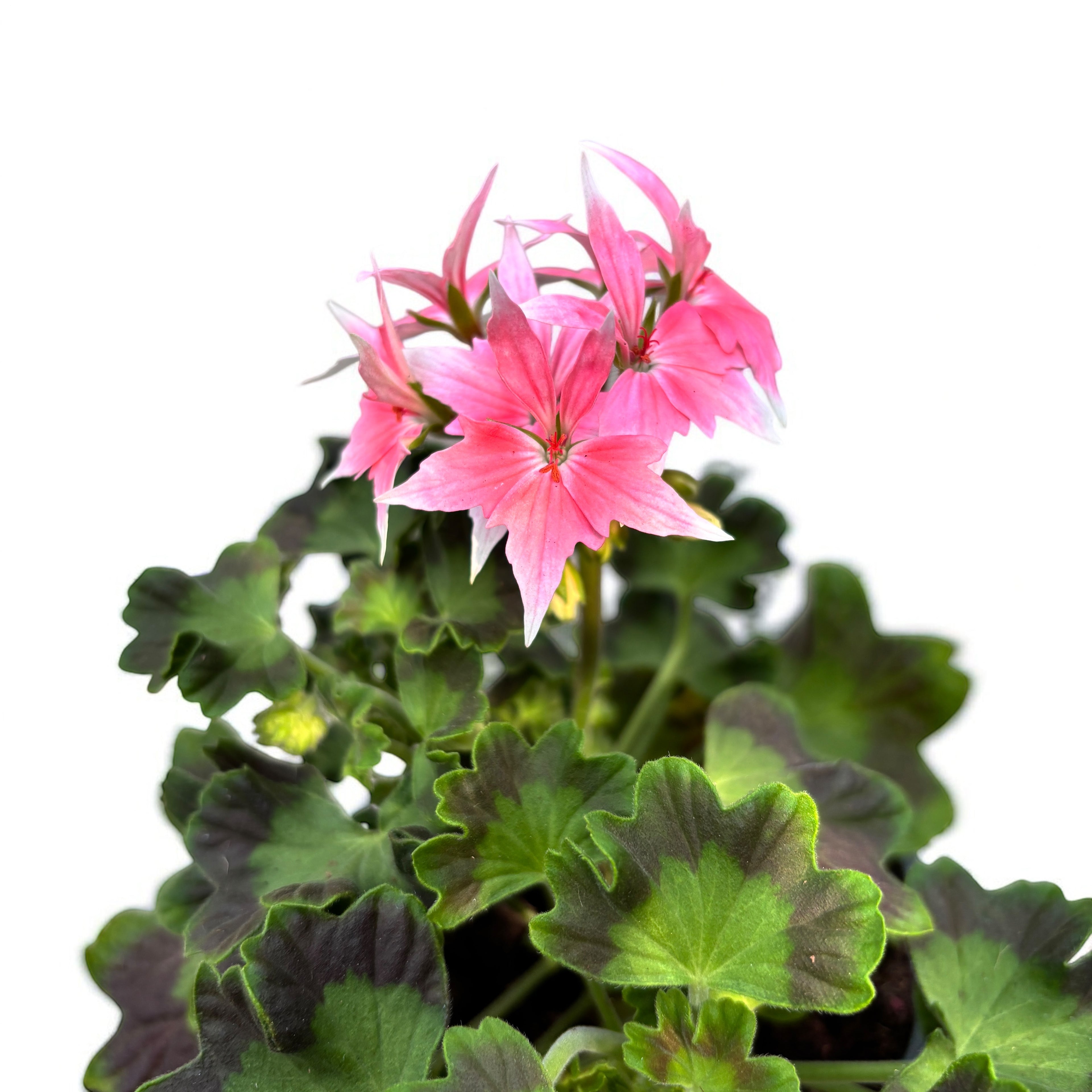 Muscate stelate roz - Pelargonium Fireworks 'Pink'