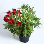 Alstroemeria Inticancha Doba -  Crin peruvian compact, cu flori spectaculoase rosii