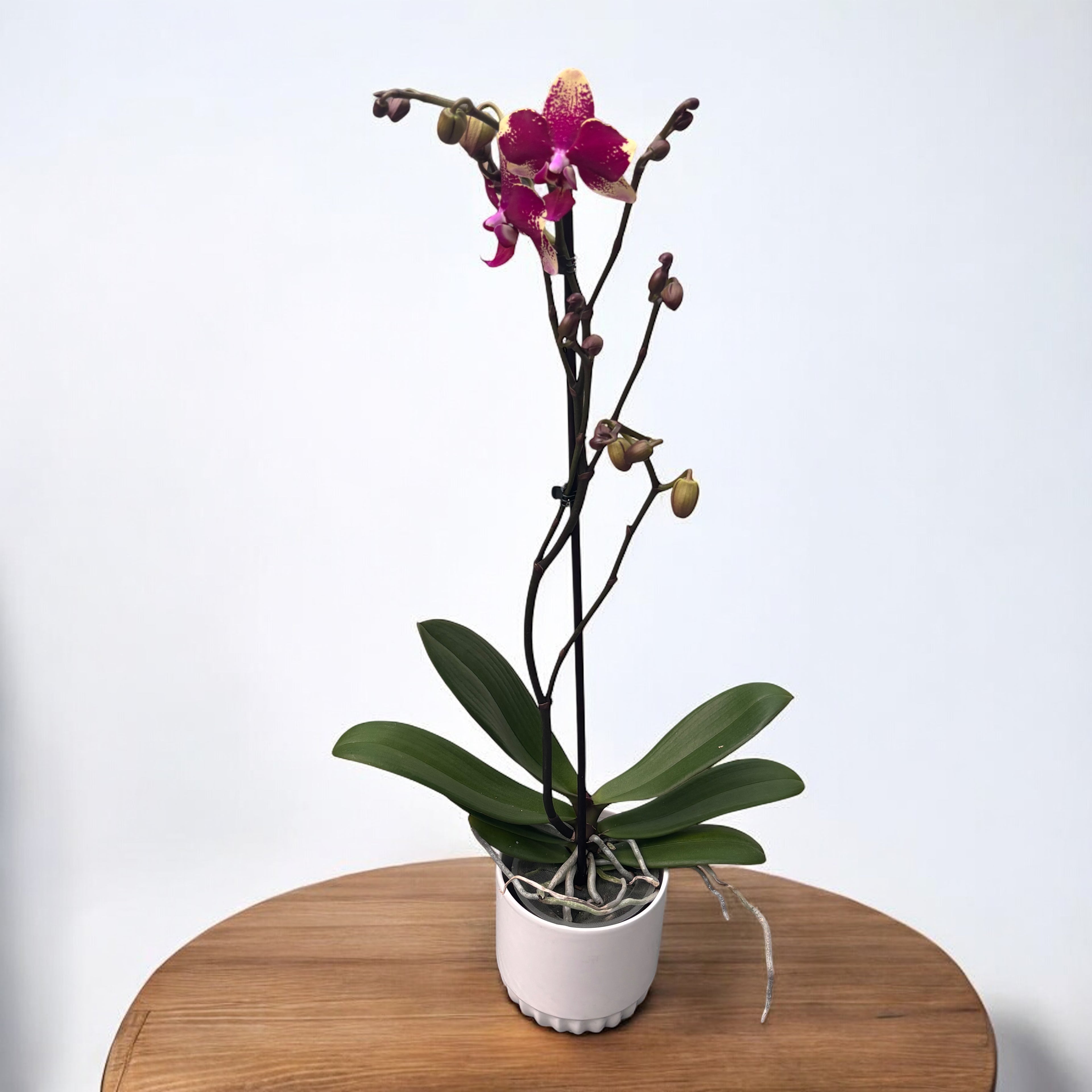 Phalaenopsis Anthura Rombley