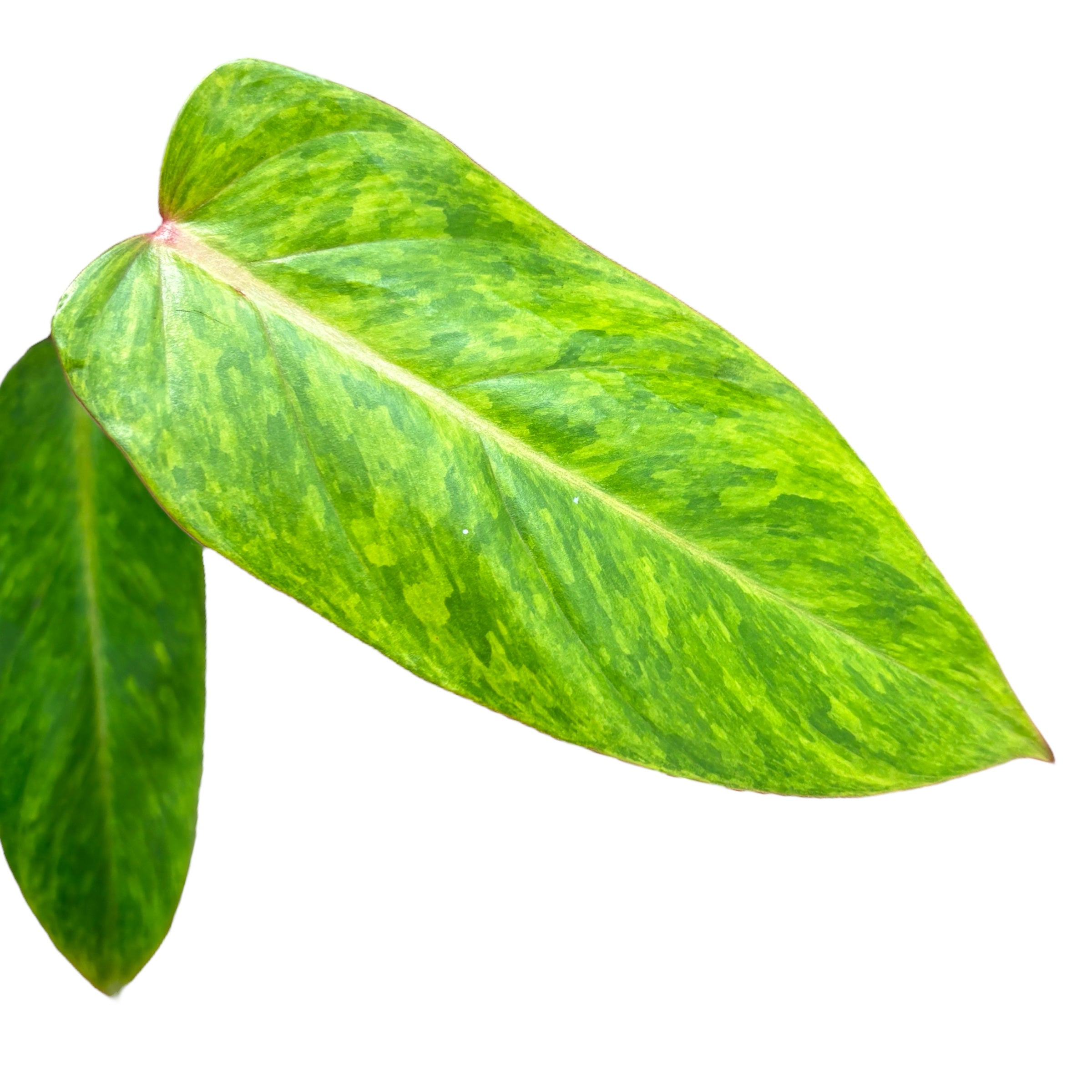 Philodendron 'Painted Lady' (Taiwan)