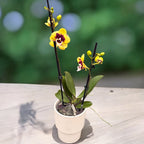 Phalaenopsis 'Limited #123' big lip