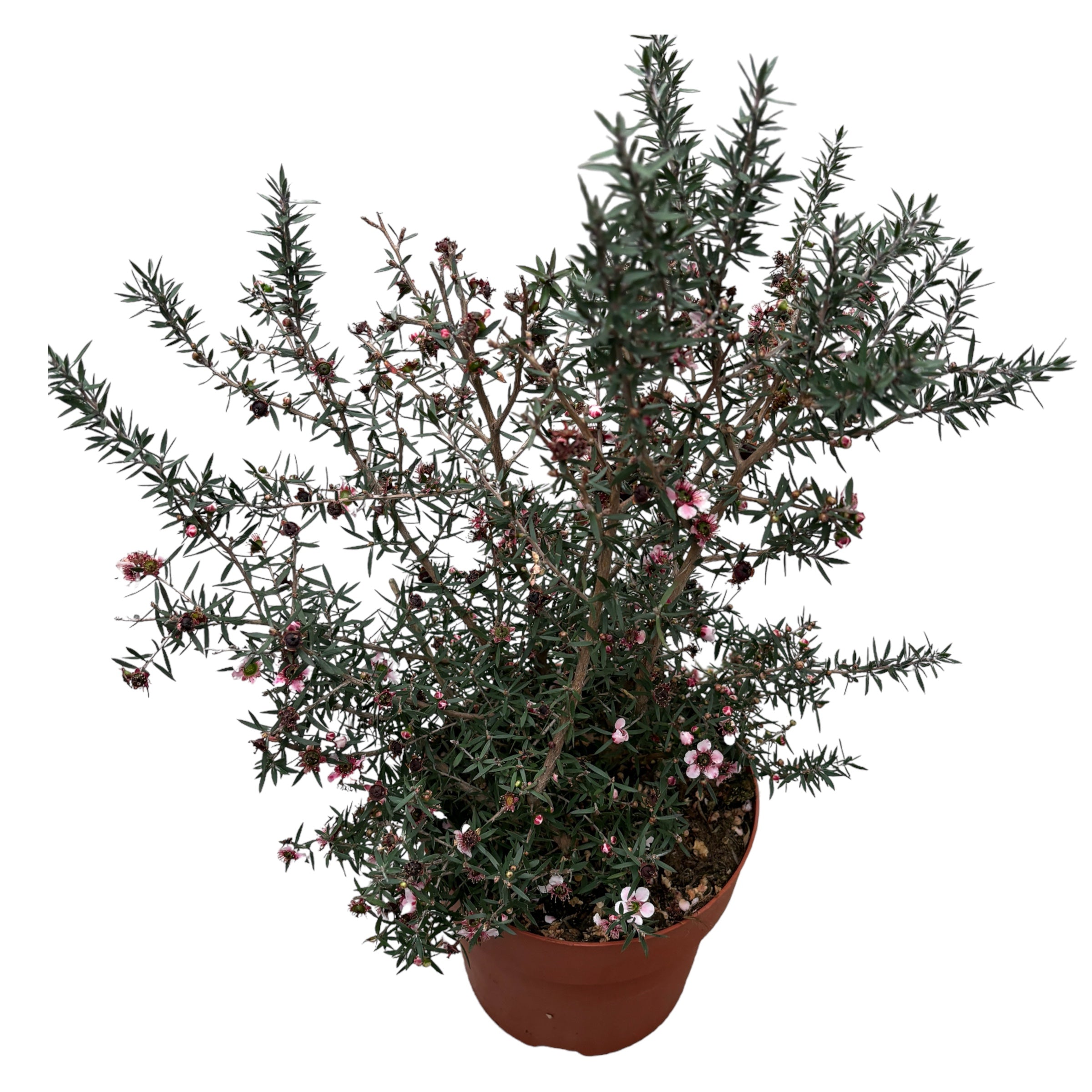 Leptospermum scoparium 'Roze' (Tea Tree, Manuka)