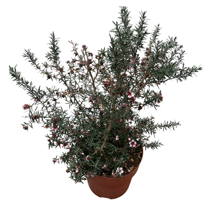 Leptospermum scoparium 'Roze' (Tea Tree, Manuka)