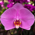Phalaenopsis Singolo Higo (Pink) - floarea XXL