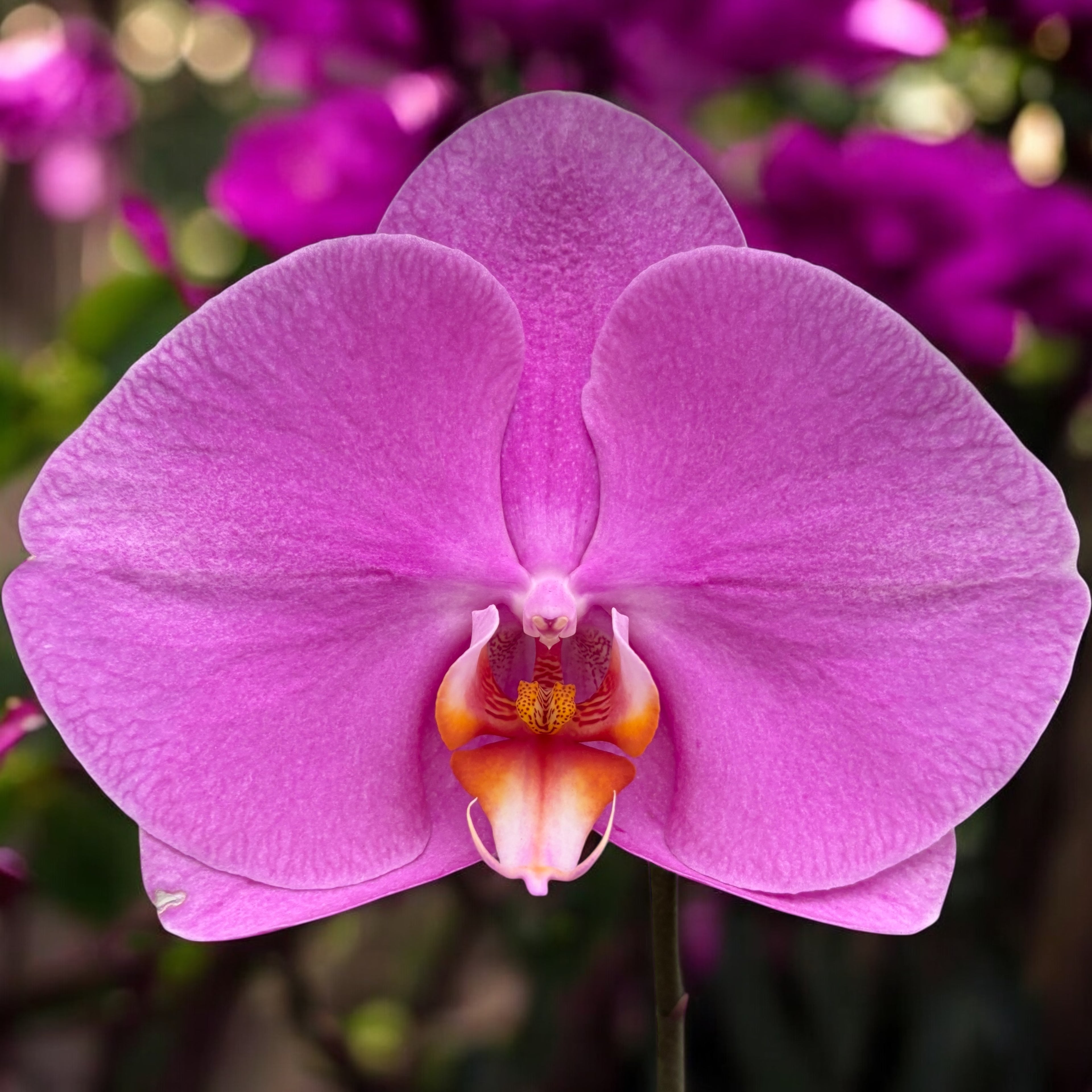 Phalaenopsis Singolo Higo (Ροζ) - λουλούδι XXL