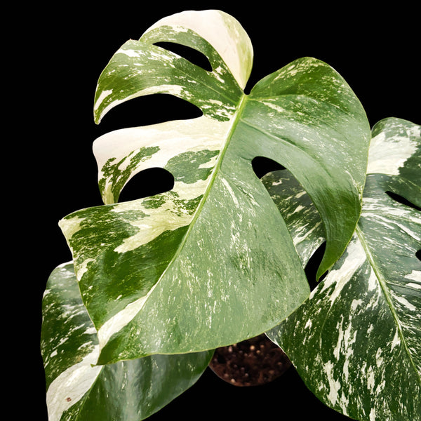 Monstera deliciosa 'Variegata' MDV-08