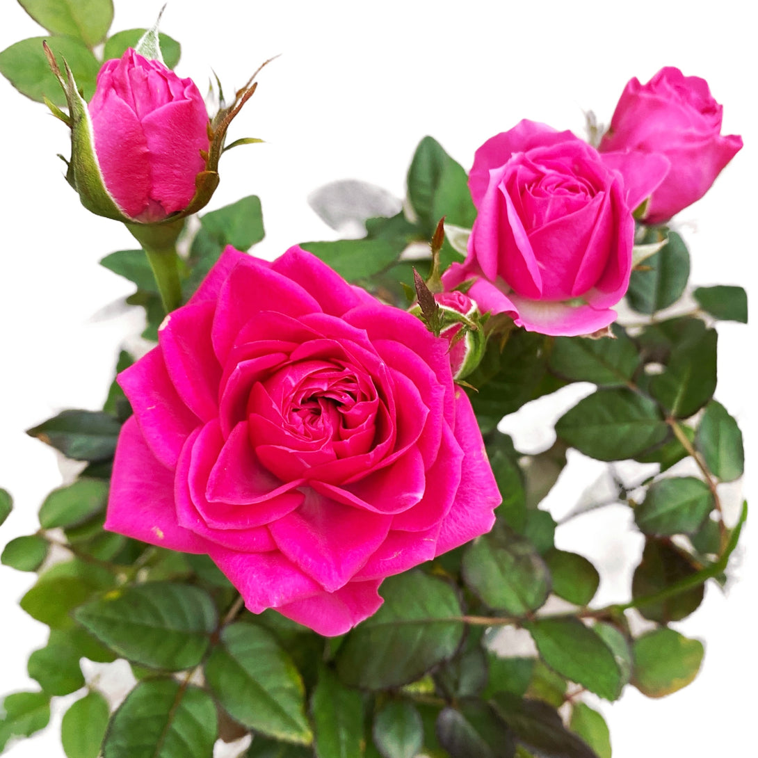 Trandafiri Rosa Lotz Of Purple