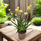 Anigozanthos Yellow (Kangaroo Paw)