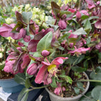 Helleborus 'Hviezda vášne' (Spanz)