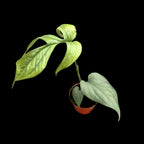 Amydrium medium 'Silver Spiderman' (Spiderman Monstera Silver) - babyplant