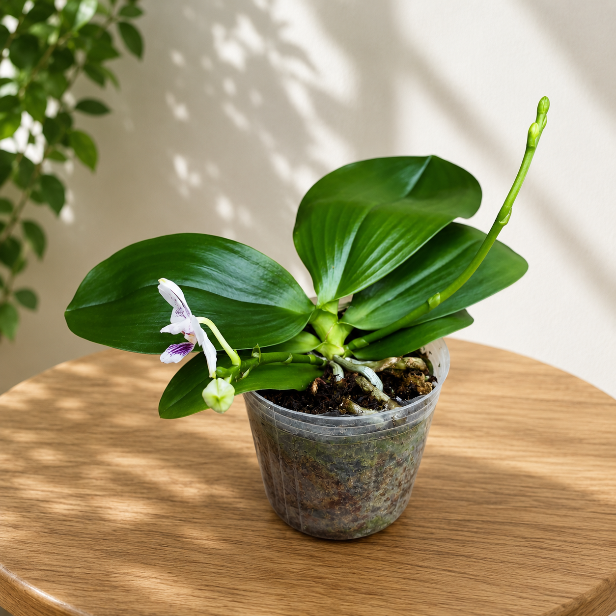 Phalaenopsis Miki Blue Angel C1 'Blue Diamond' - geurende bloemen