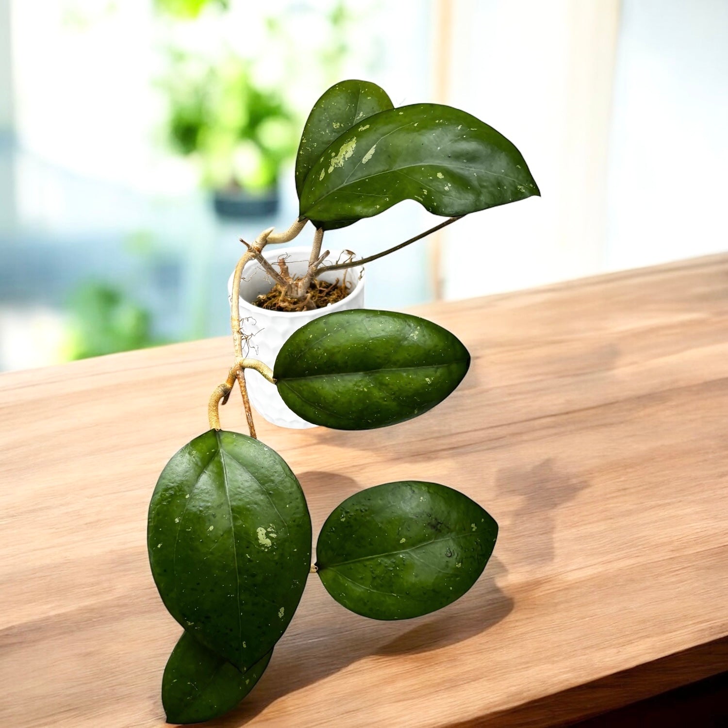 Hoya 'Noelle' - flori parfumate, exemplare dezvoltate