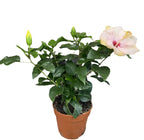 Hibiscus rosa-sinensis Venetie White - flori mari albe