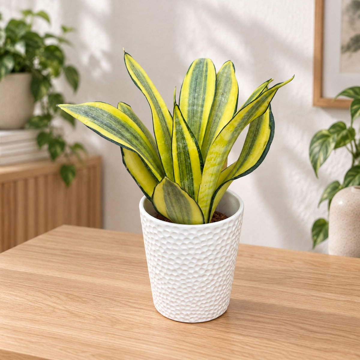 Sansevieria 'Gold King'