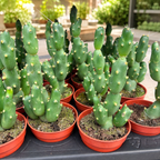 Cumulopuntia pentlandii