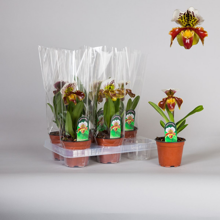 Paphiopedilum USA hybrid mix