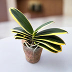 Phalaenopsis Chia E Yenlin (pisana & metulj)