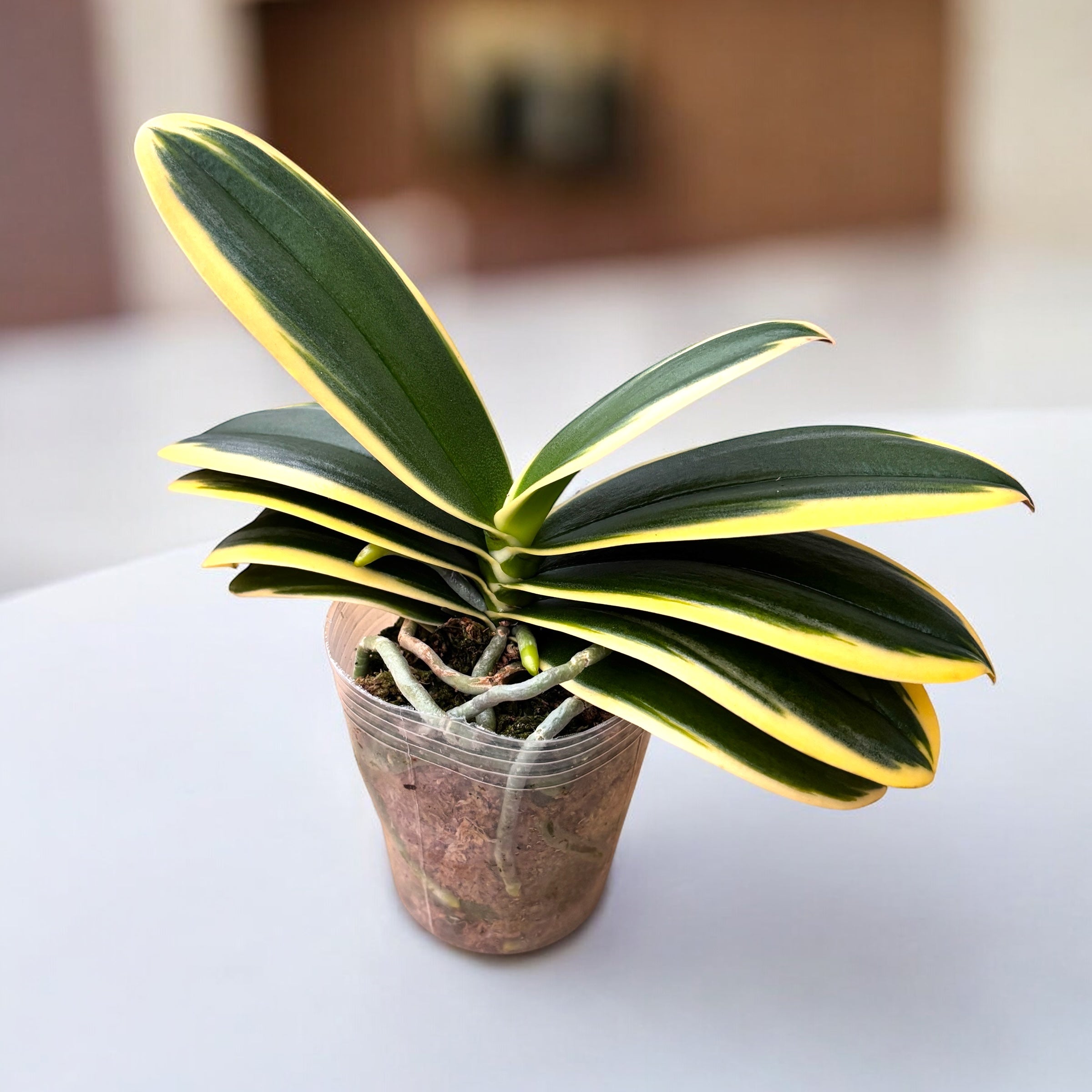 Phalaenopsis Chia E Yenlin (buntblättrig & Schmetterling)