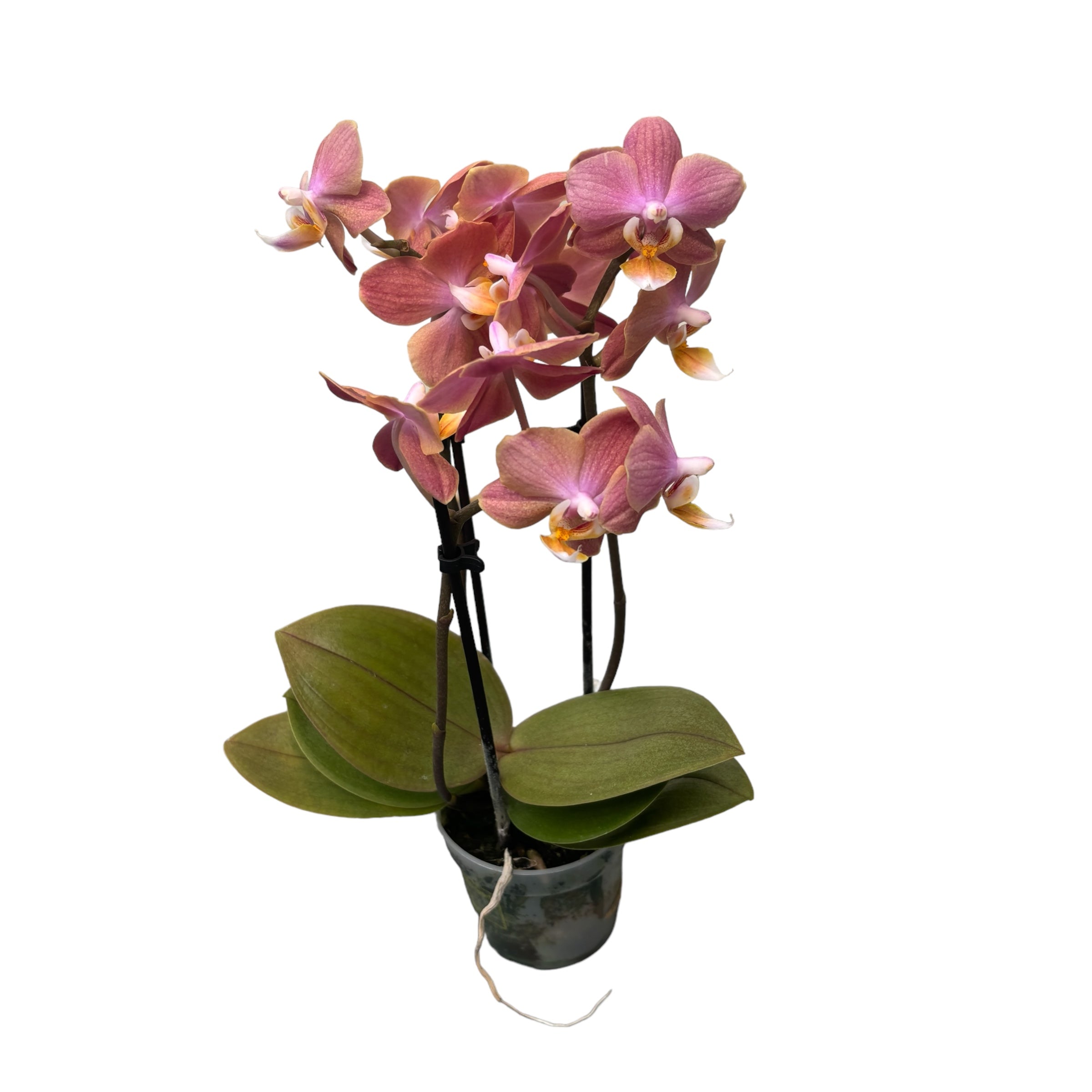 Phalaenopsis Aromio Rose - fleurs parfumées