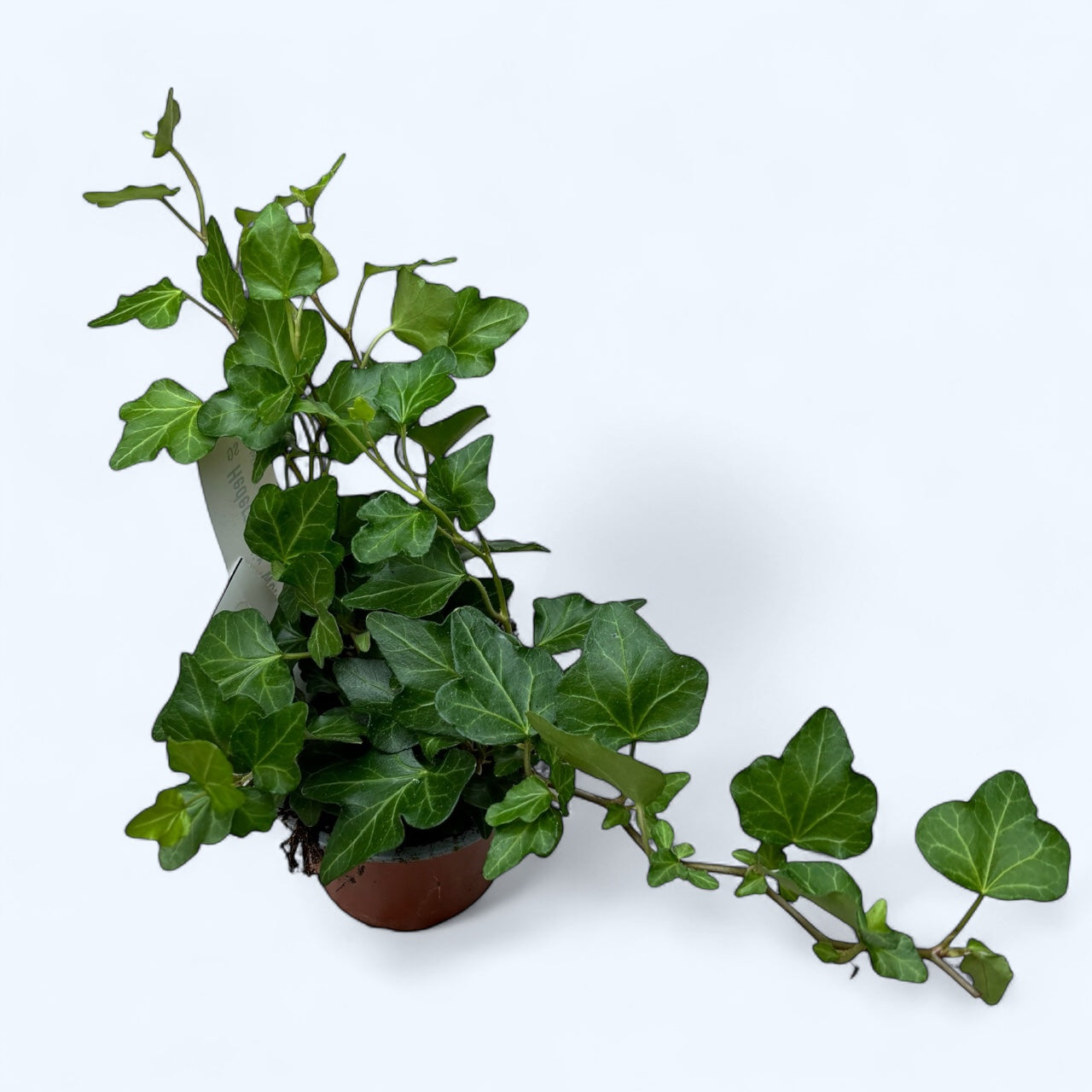 Hedera helix ‘Wonder’ – iedera englezeasca verde, rezistenta si versatila