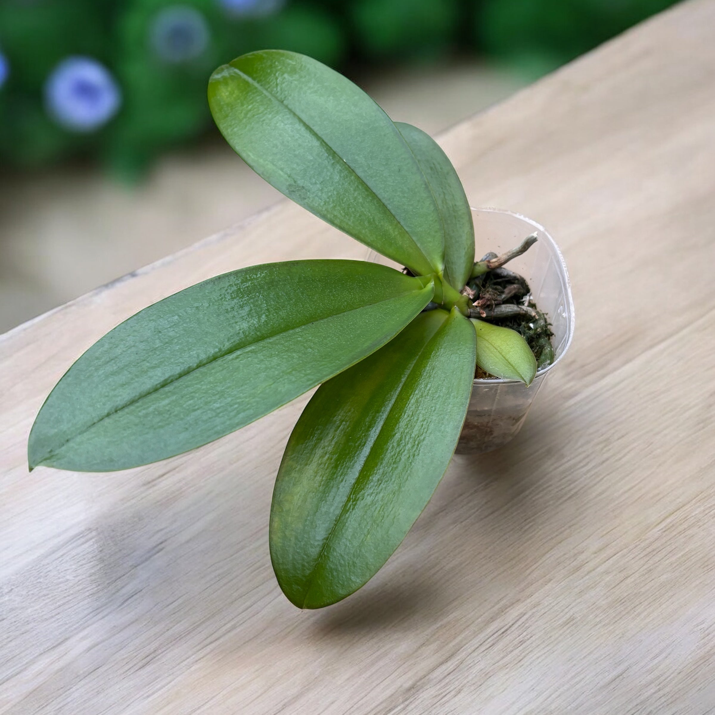 Phalaenopsis Yaphon Black Leopard '1711' - parfumata