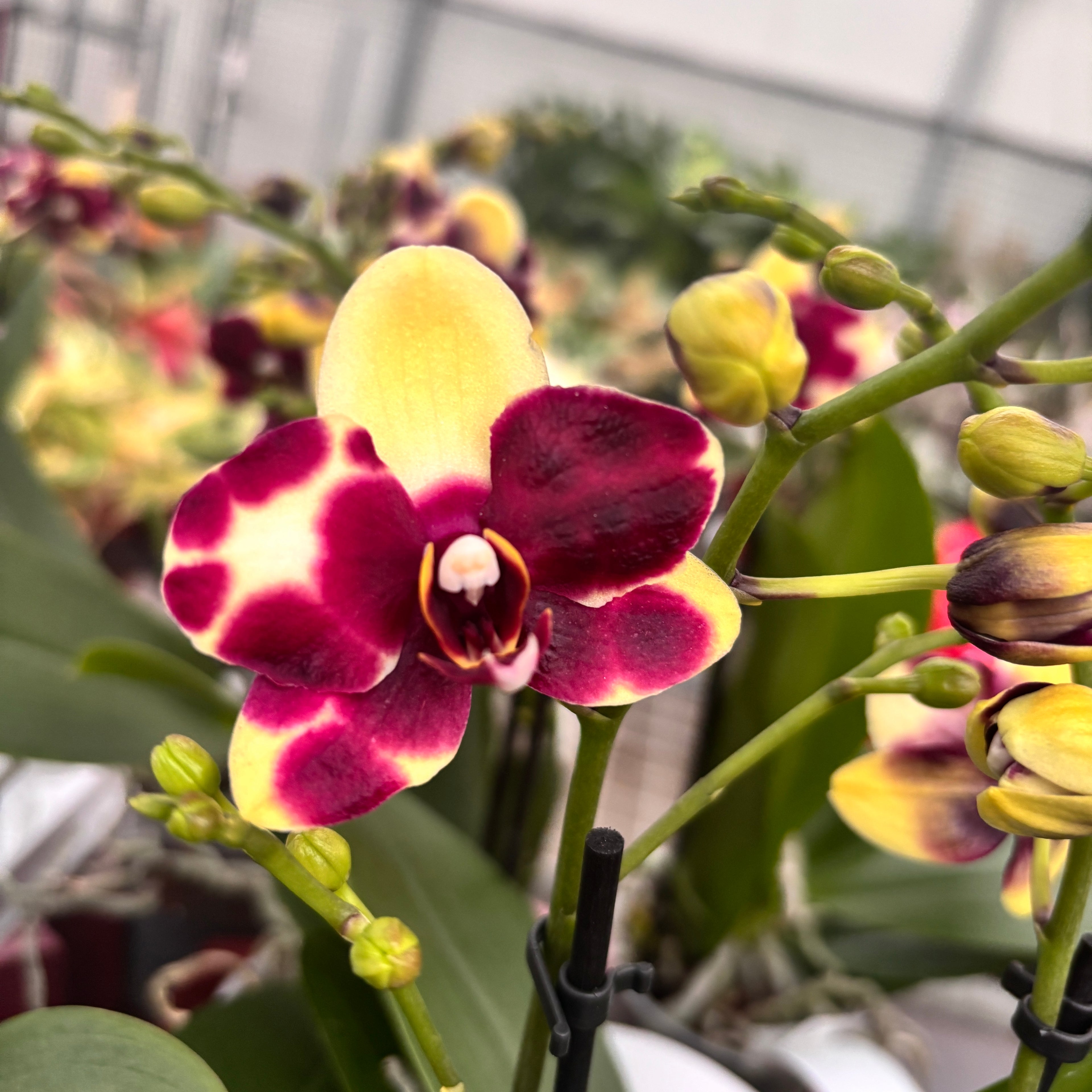 Фаленопсис „Катания“