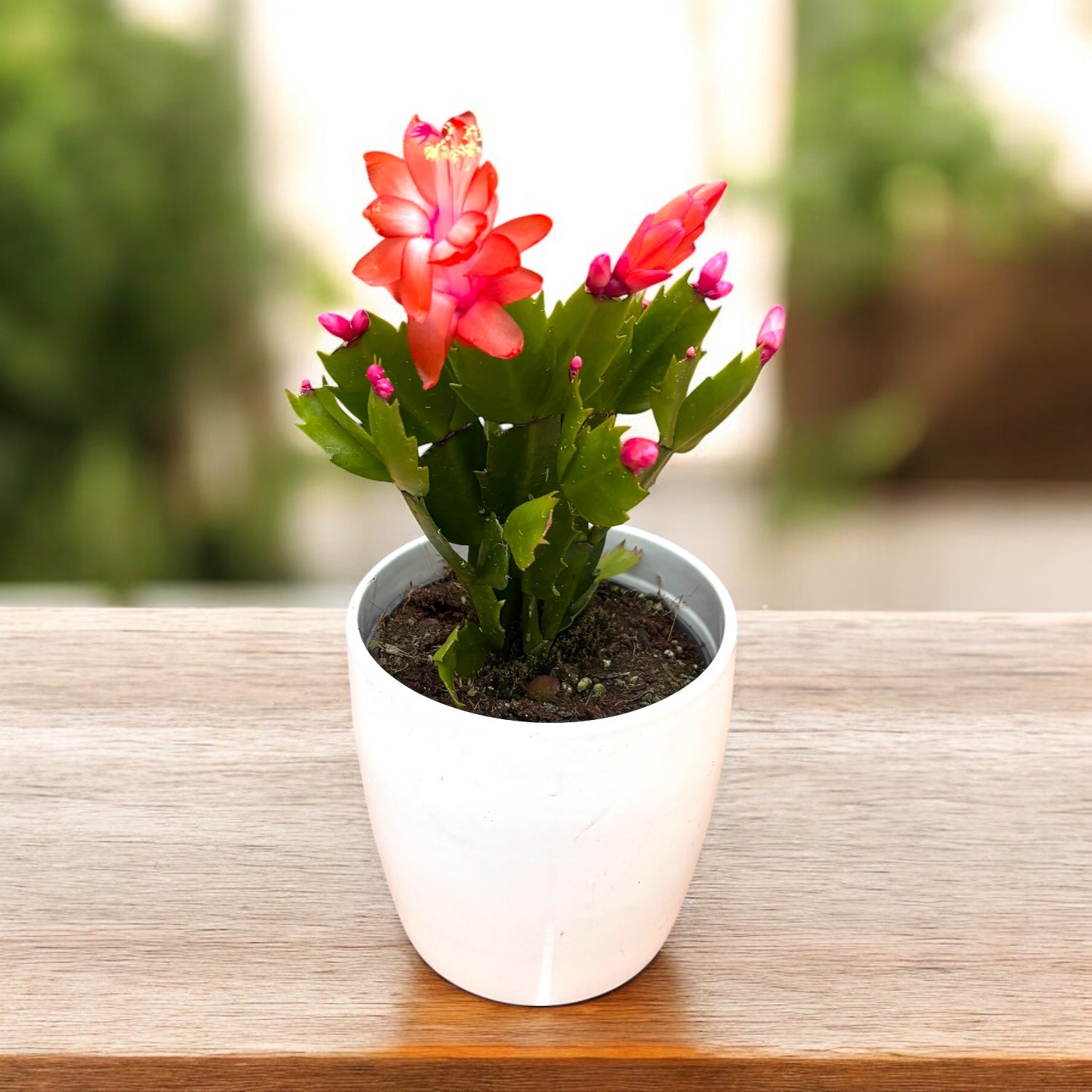 Schlumbergera ‘Orange Flame’ (Craciunita portocalie) 2pp