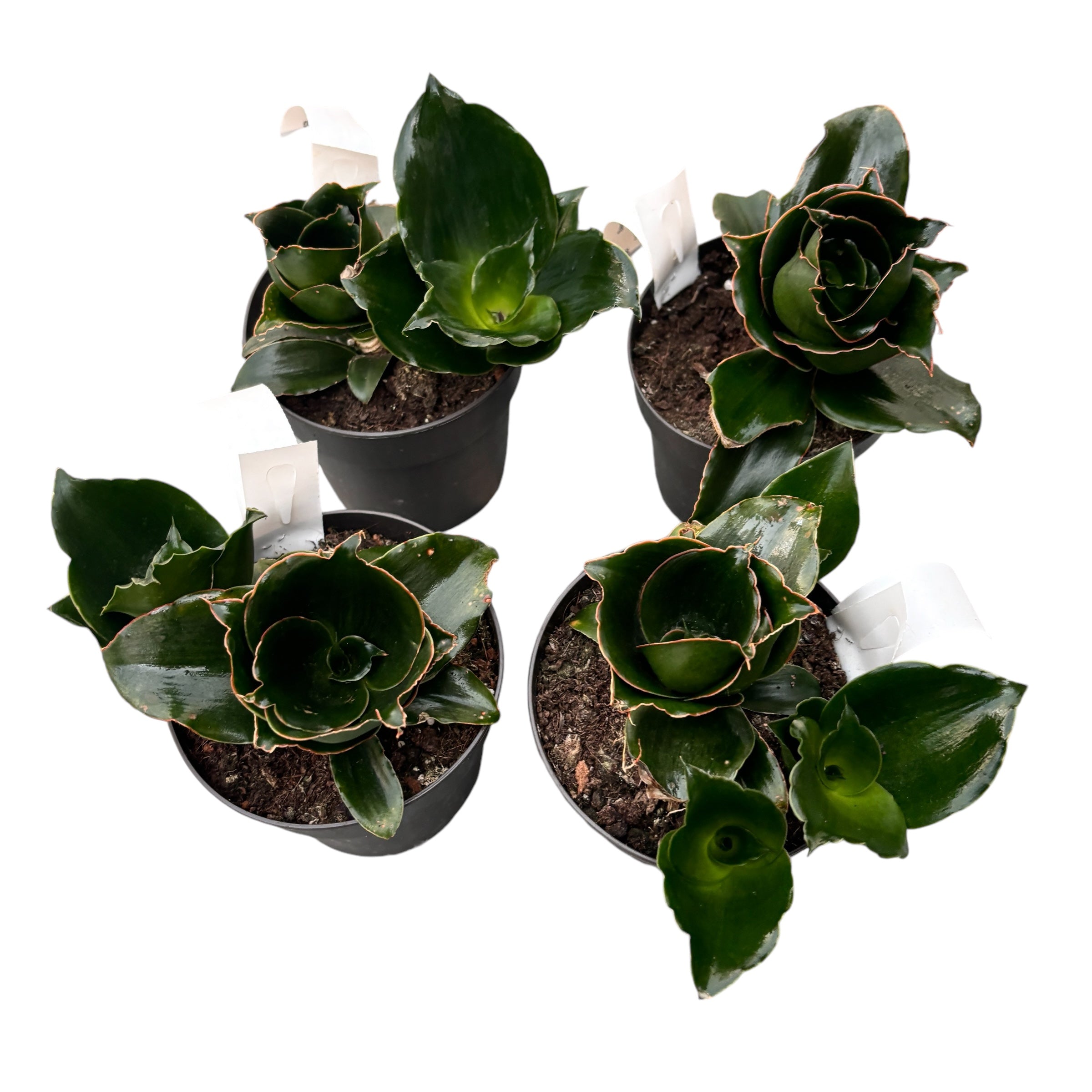 sansevieria rose Sansevieria 'Star Rose' – Secret Garden Plant Shop