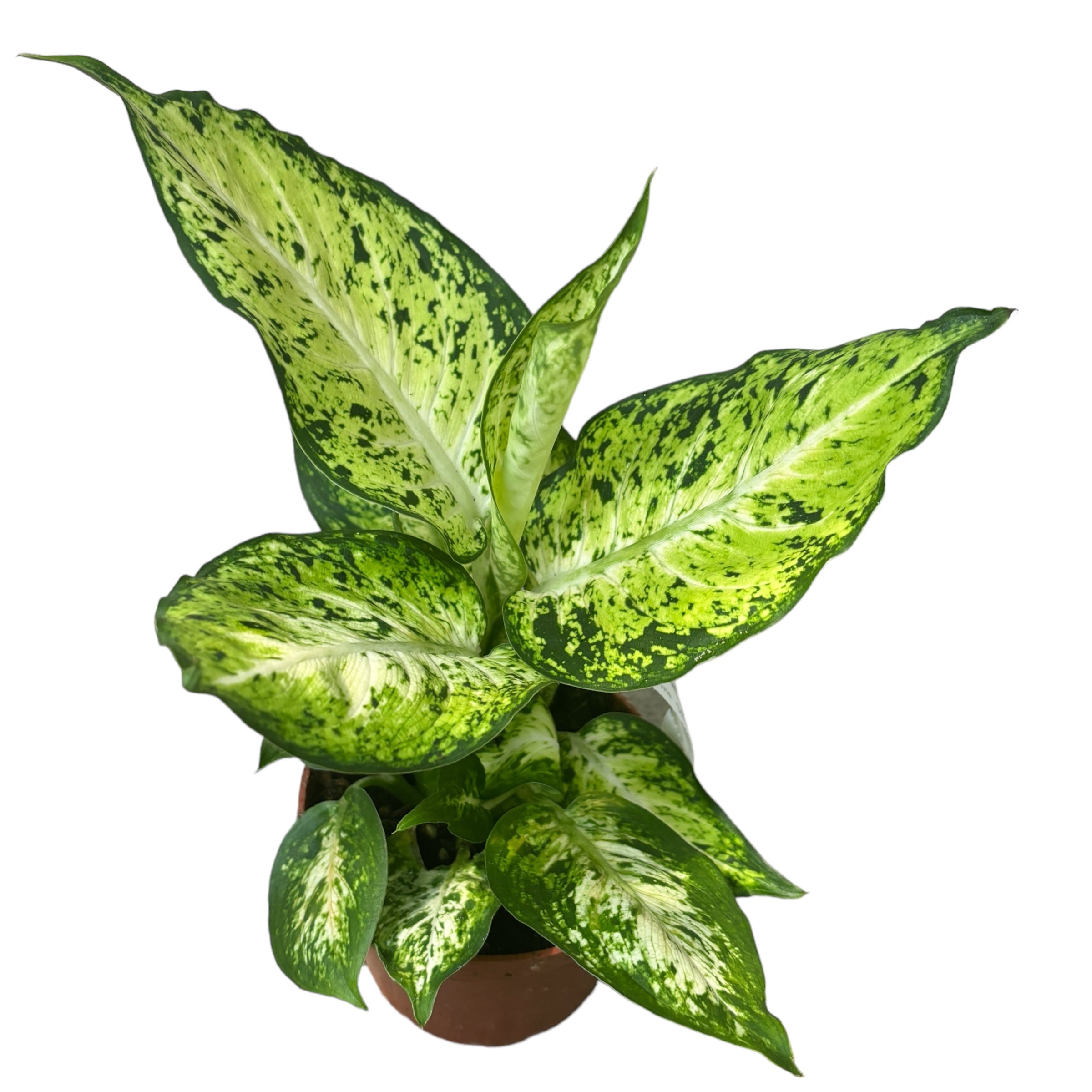 Dieffenbachia 'Amy'