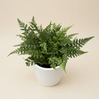 Feriga de gradina - Polystichum tsus-simense (Korean rock fern)