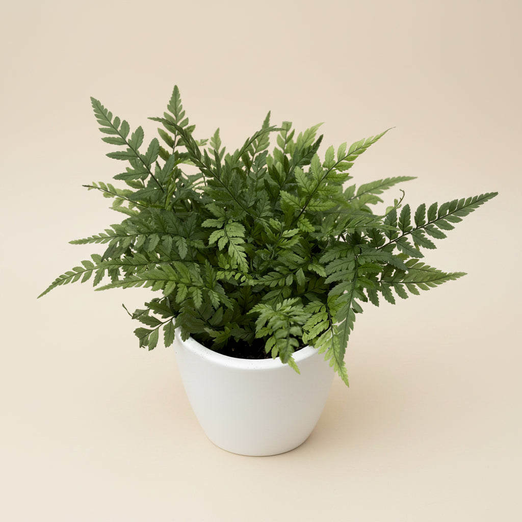 Градинска папрат - Polystichum tsus-simense (корейска скална папрат)