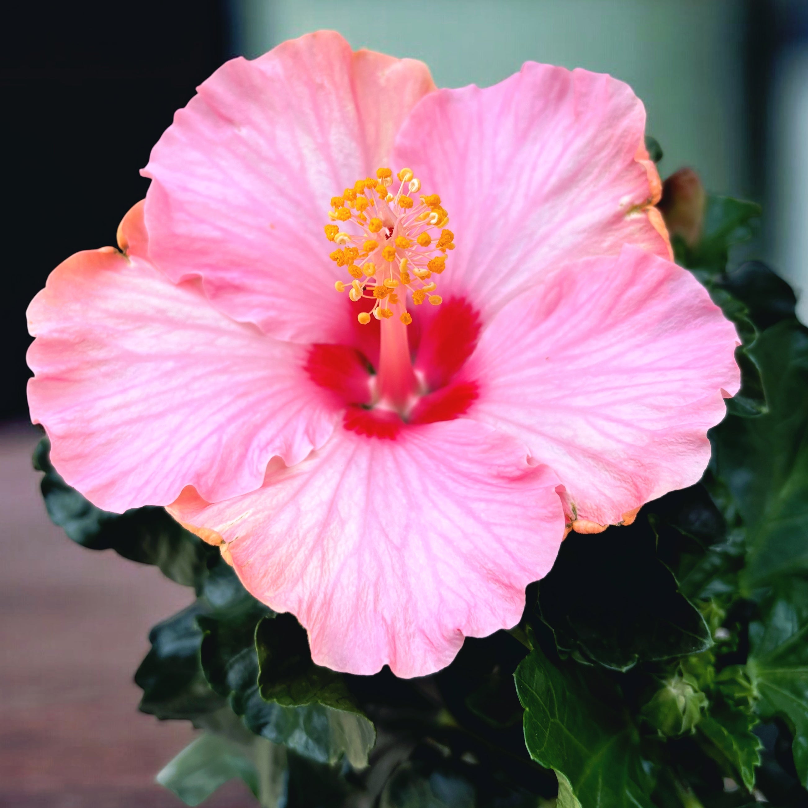 Hibiscus rosa-sinensis 'Jersey' (nagy rózsaszín virágú japán rózsa)