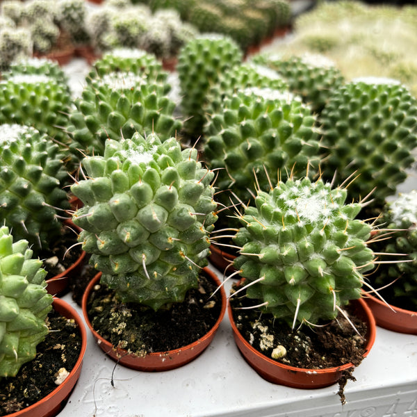 Mammillaria polythele 'Toluca' D5