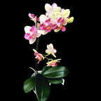 Phalaenopsis Chi-Yueh Kaleidoscope 3518 (Peloric)