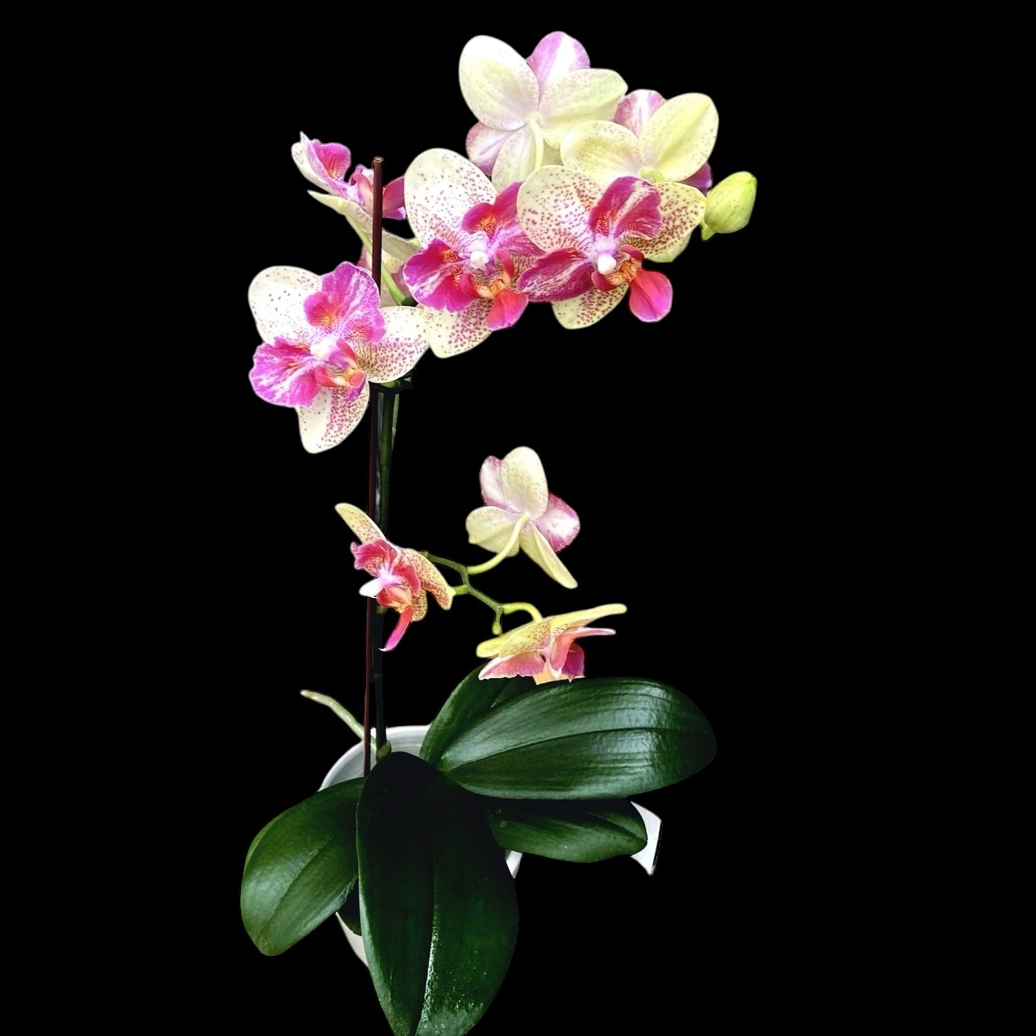 Phalaenopsis Chi-Yueh Kaleidoscope 3518 (Pelorický)