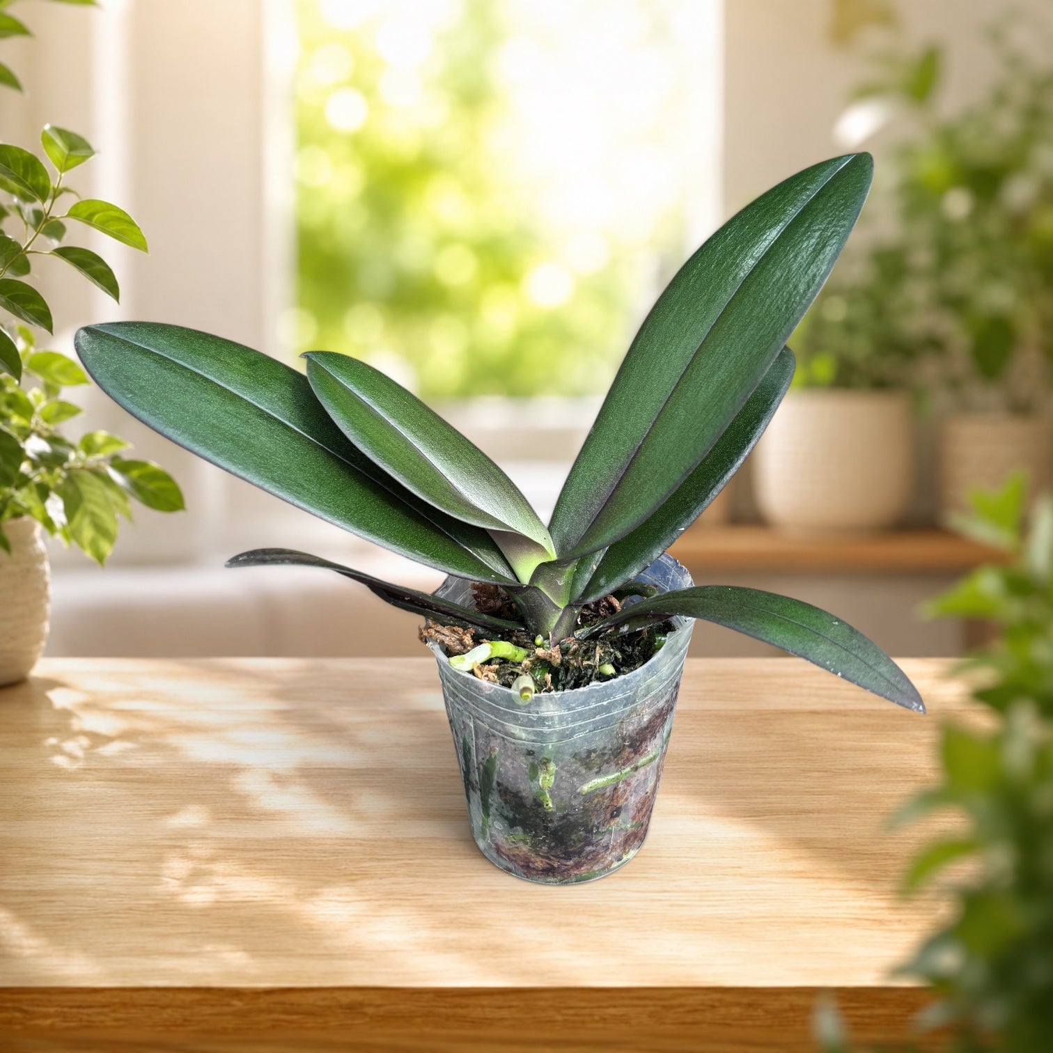 Phalaenopsis Taisuco Micky 'Mickey'