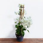 Bougainvillea 'White' – Fehér papírvirág